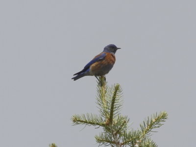 Western Bluebird