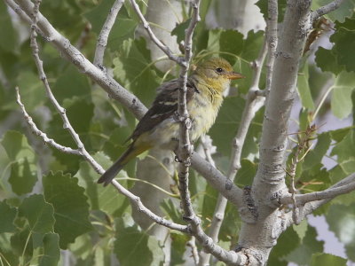 Western Tanager