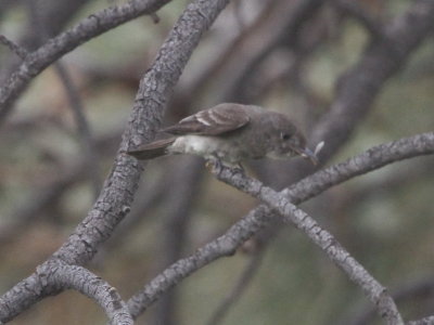 Western Wood-Peewee