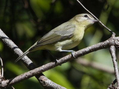 Philadelphia Vireo