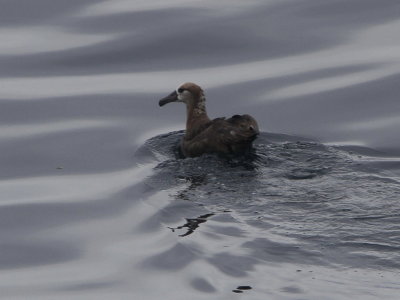 Black-footed Albatross