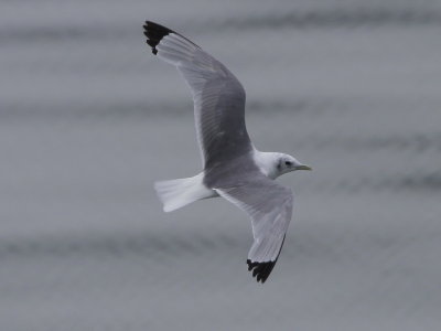 Black-legged Kittiwake.jpg