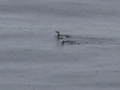 Common Murre