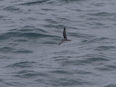 Fork-tailed Stormpetrel