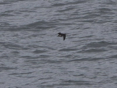 Long-tailed Duck