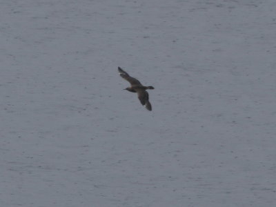 Long-tailed Jaeger