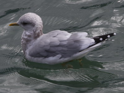 Mew Gull