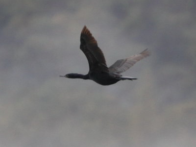 Pelagic Cormorant