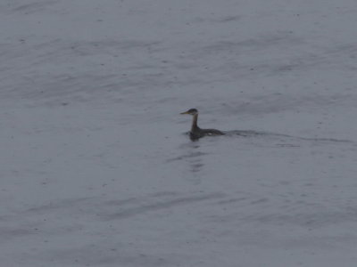 Red-necked Grebe