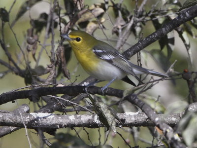 Yellow-throated Vireo