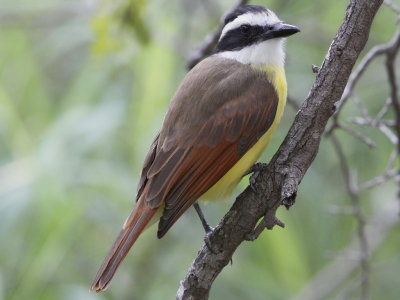 Great Kiskadee