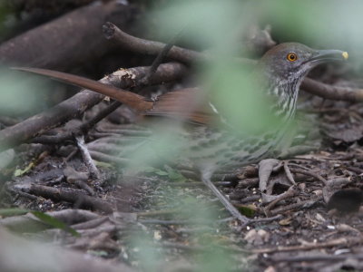 Long-billed Thrasher