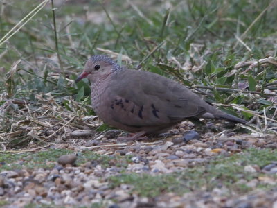 Common Ground-Dove