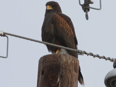 Harris's Hawk