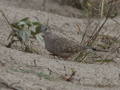 Inca Dove