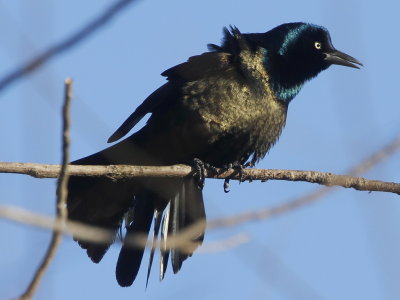 Common Grackle