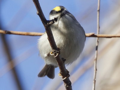 Golden-crowned Kinglet