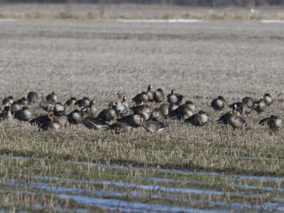 Greater White-fronted Goose