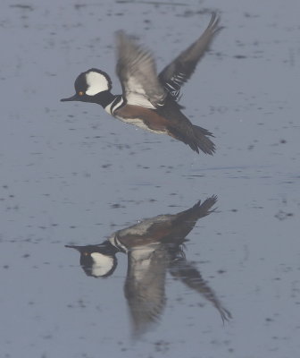 Hooded Merganser