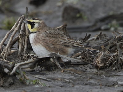 Horned Lark