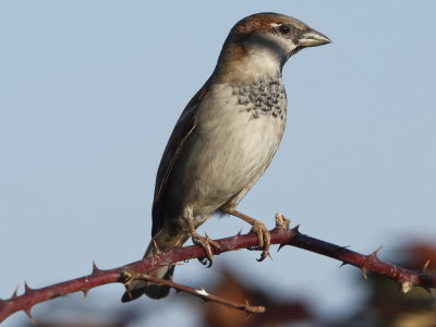 House Sparrow