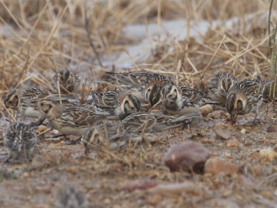 Lapland Longspur