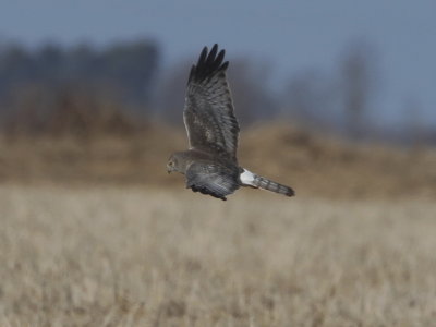 Northern Harrier