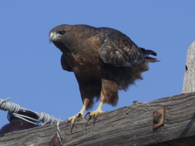 Red-tailed Hawk