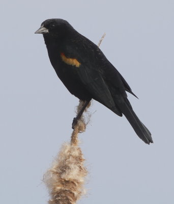 Red-winged Blackbird