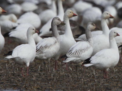 Ross's Goose