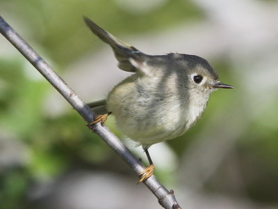 Ruby-crowned Kinglet