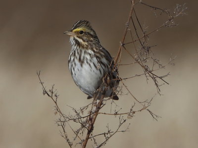Savannah Sparrow