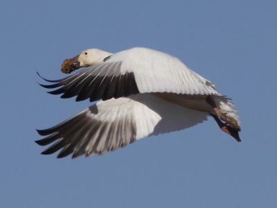 Snow Goose