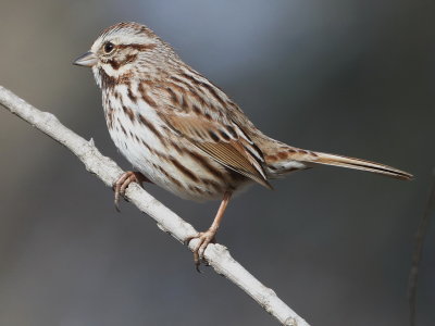 Song Sparrow