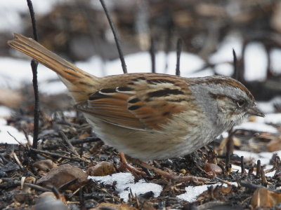 Swamp Sparrow