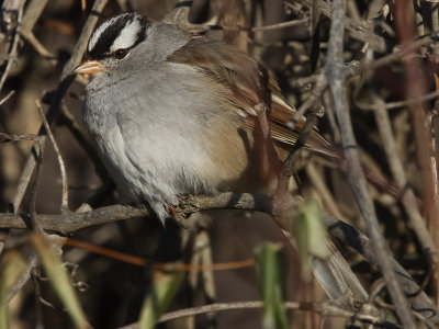 White-crowned Sparrow