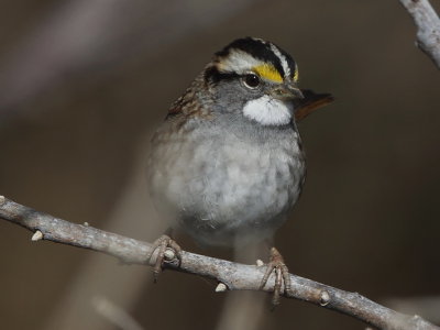 White-throated Sparrow