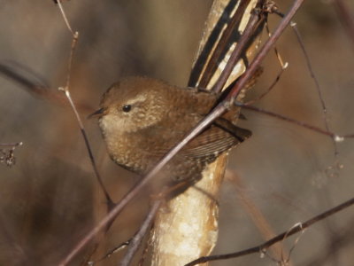 Winter Wren