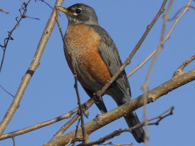 American Robin