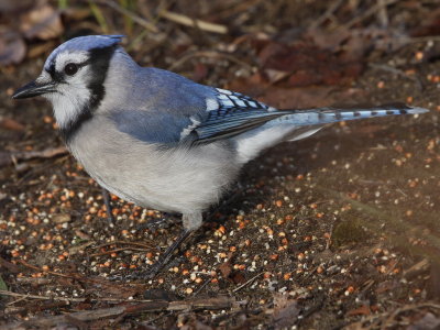 Blue Jay