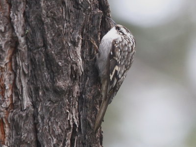 Brown Creeper