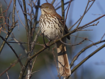 Brown Thrasher