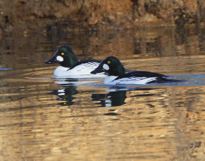 Common Goldeneye