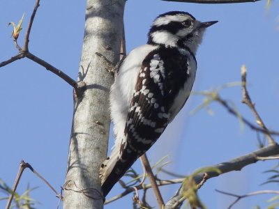 Downy Woodpecker