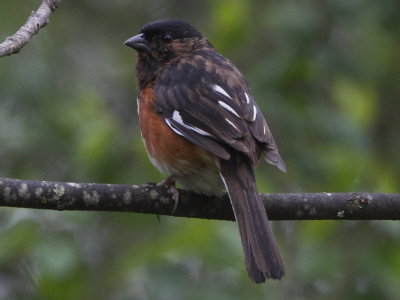 Eastern Towhee