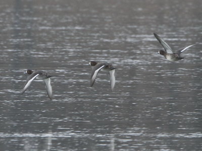 Greater Scaup