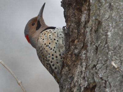 Northern Flicker