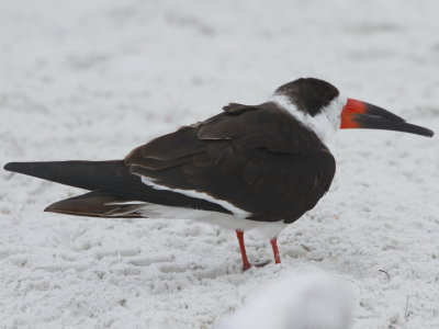 Black Skimmer