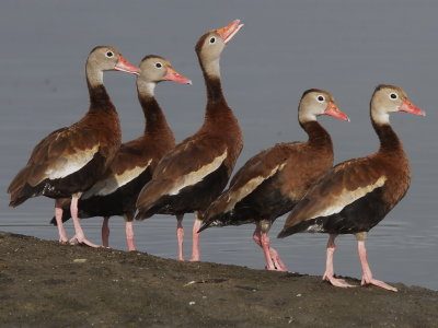 Black-bellied Whistling-Duck