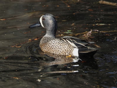 Blue-winged Teal